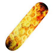 Daylight Zoanthid Deck