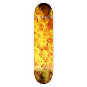 Daylight Zoanthid Deck