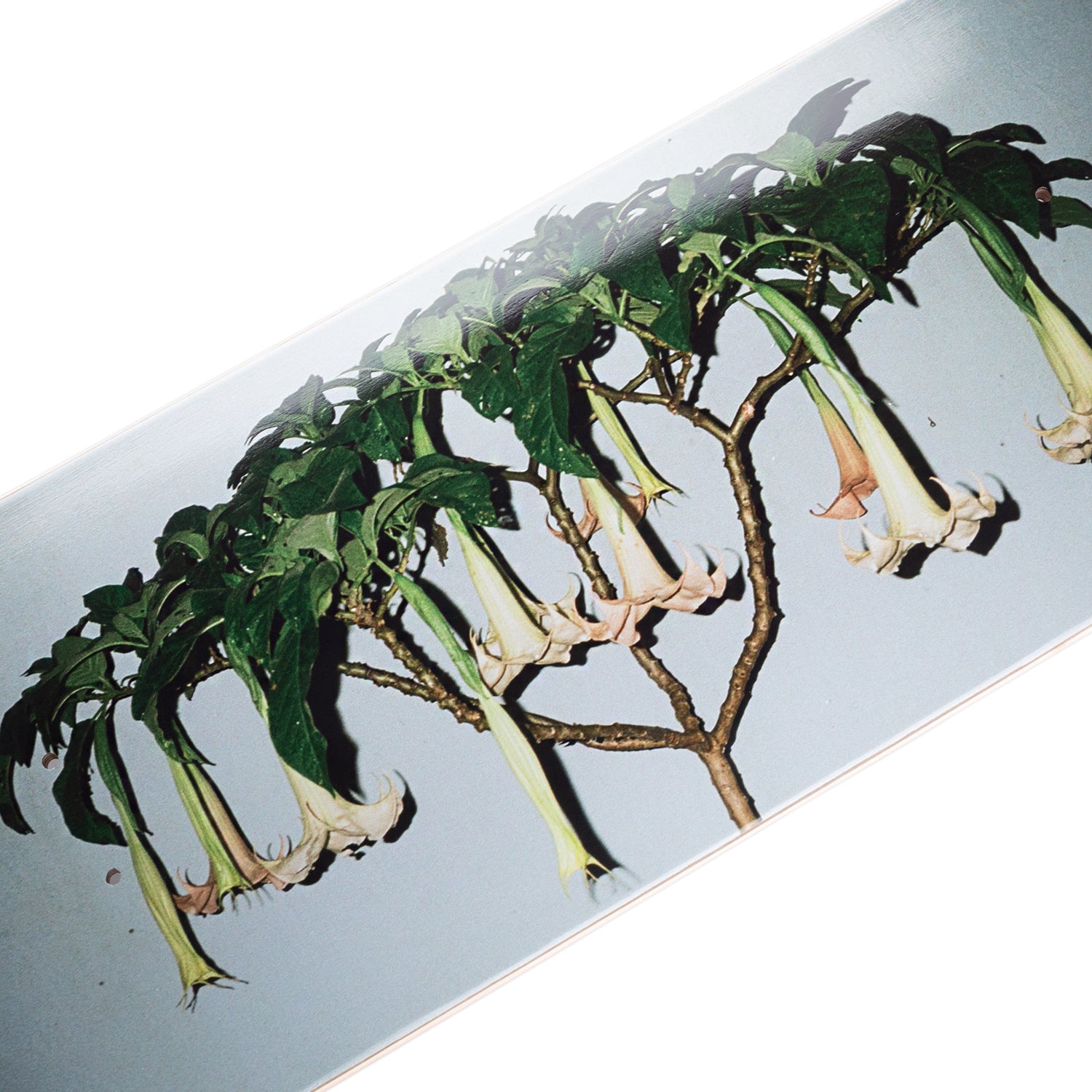 R48_0000s_0004_DougalGorman-AngelTrumpets.jpg