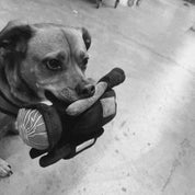 WKND HPX Dog Toy Plushie